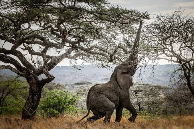 17-Day Tanzania & Kenya Bush Safari