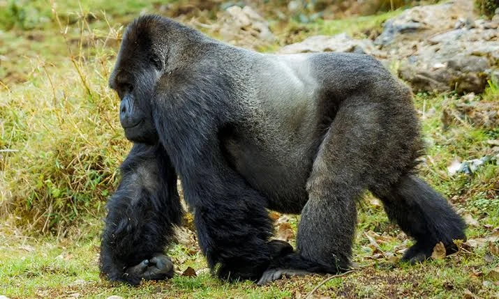 7-Day Memorable Gorilla Trekking in Uganda