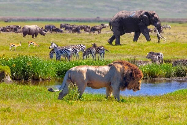 6-Day Highlights of Kenya and Tanzania – Luxury
