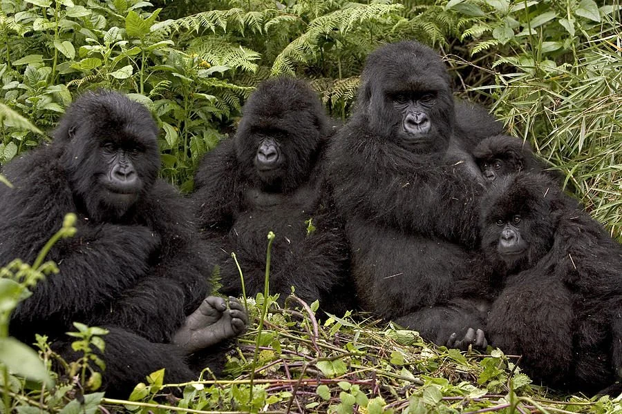 5 Days Rwanda Primates Safari