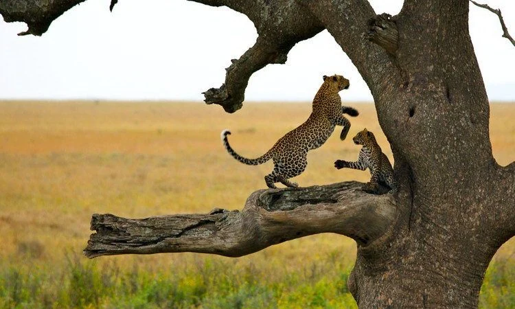 17-Day Tanzania & Kenya Bush Safari to Beach Experience