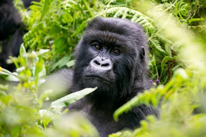 3 Days Gorilla Trekking in Bwindi
