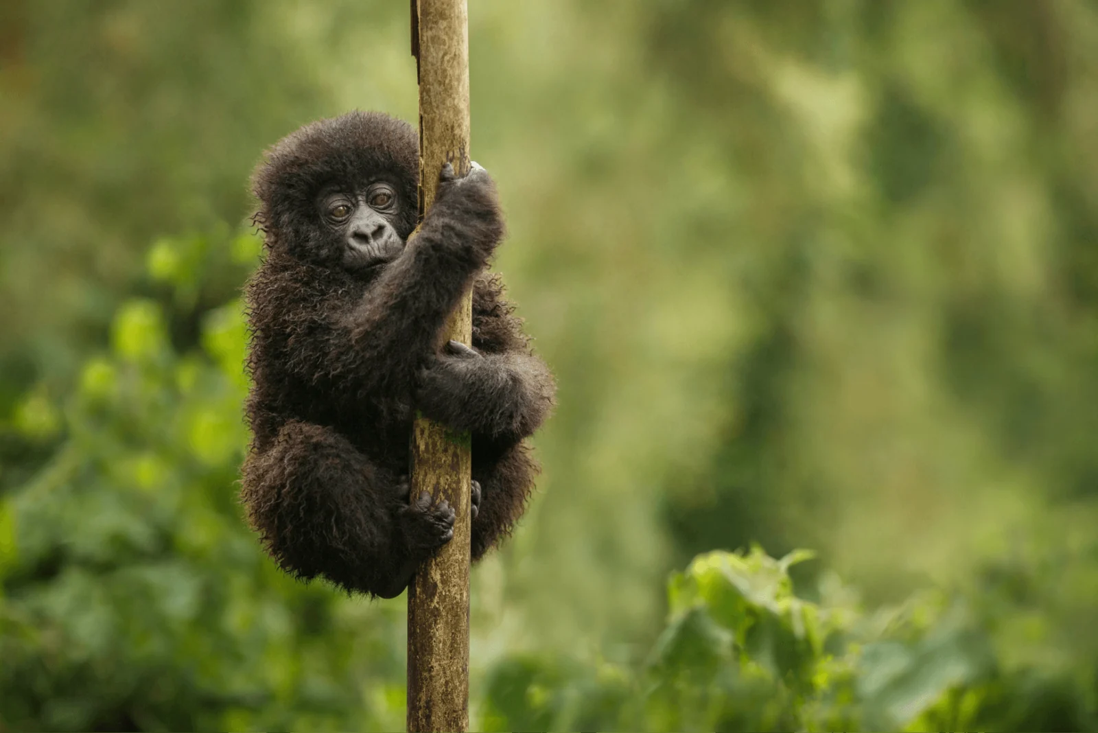 7 Days Rwanda Gorillas & Big Five