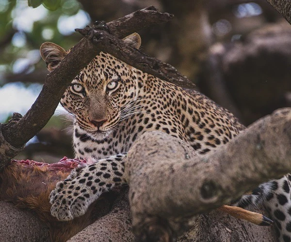 15-Day Ultimate Kenya and Tanzania Safari