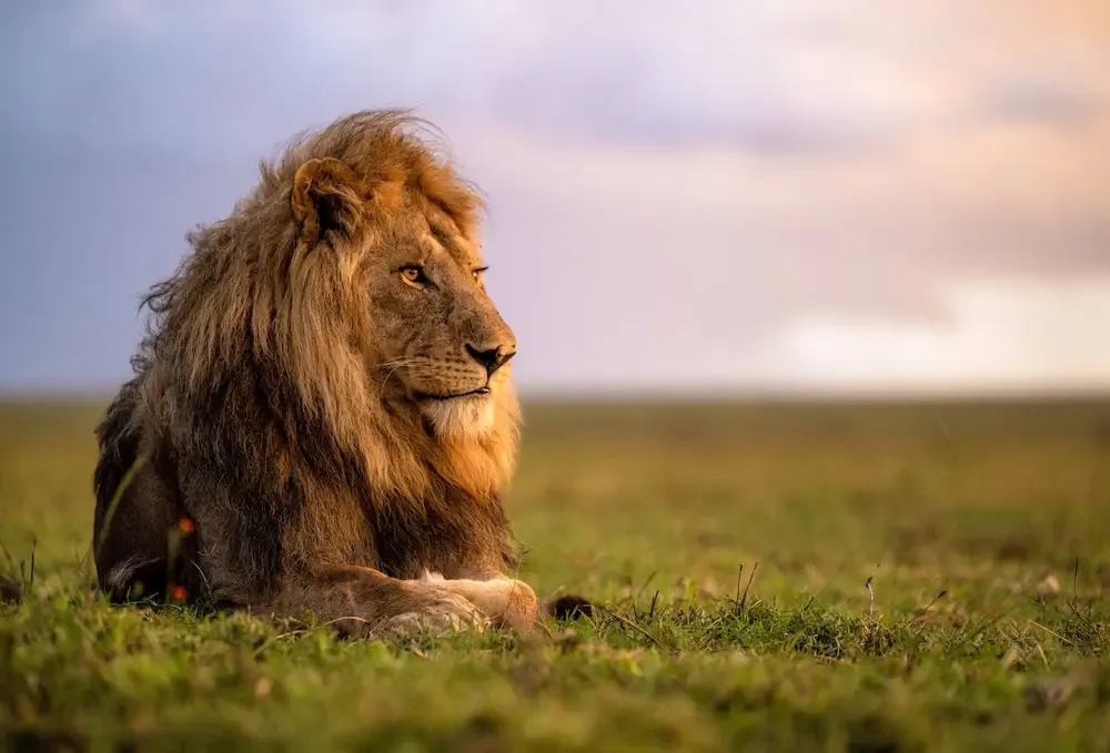 Best Time to Go on Safari in Tanzania: A Complete Month-by-Month Guide