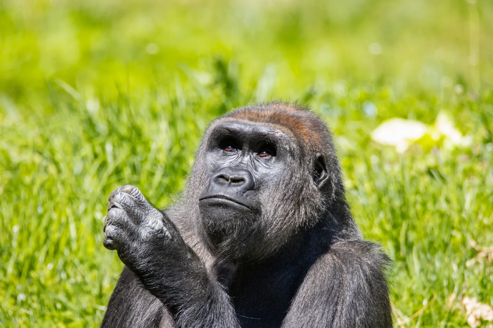 3 Days Rwanda Gorilla Trek