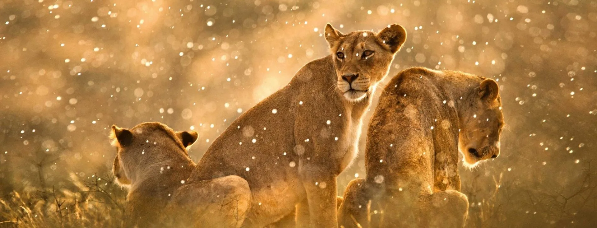 African safari landscape