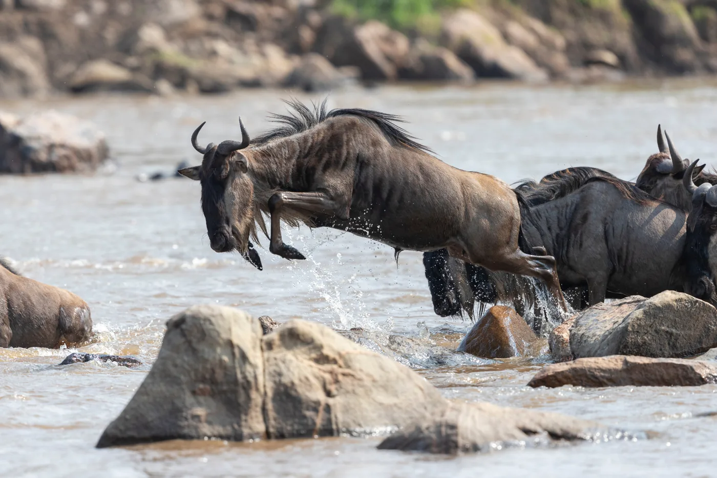Wildebeest crossing river during Great Migration