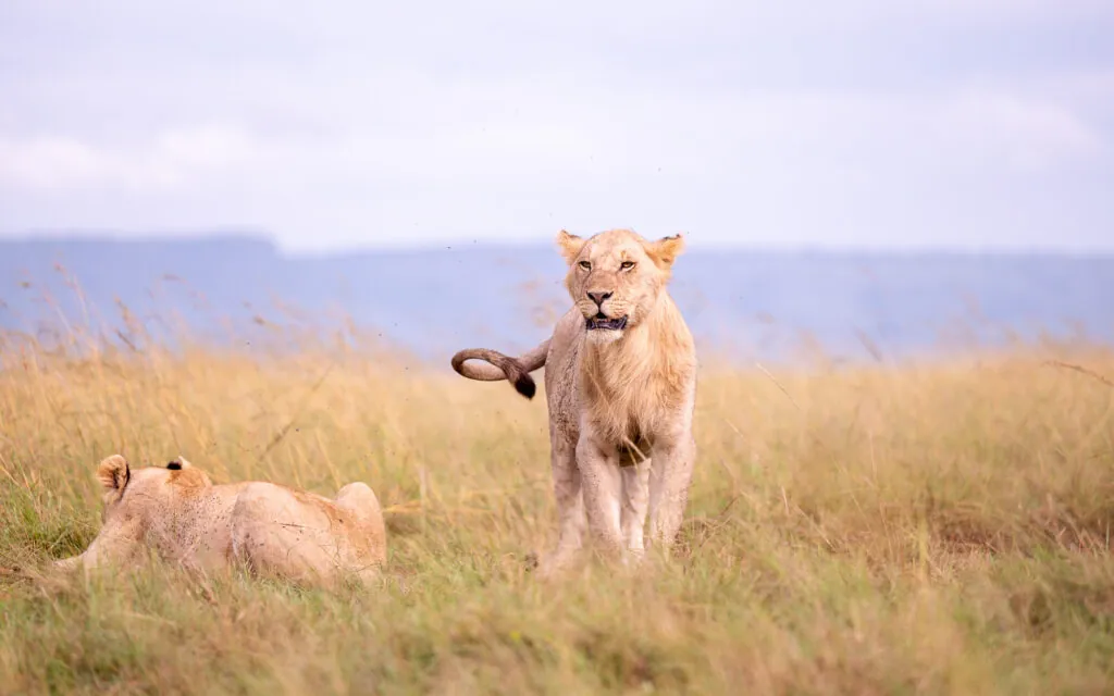 Kenya