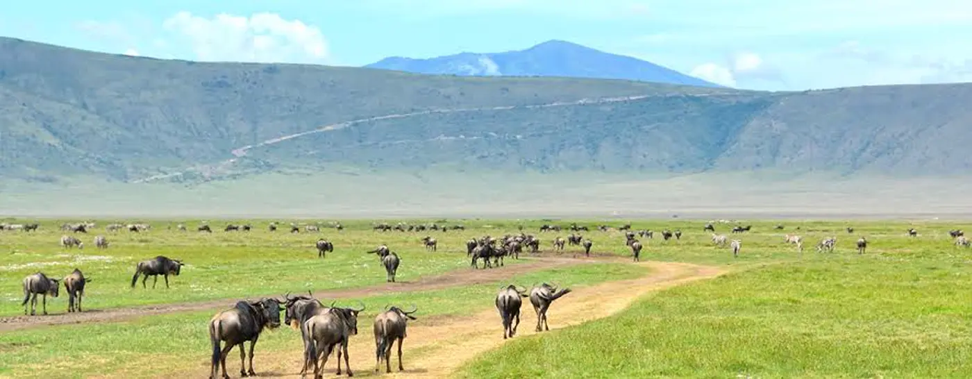 Ngorongoro Crater