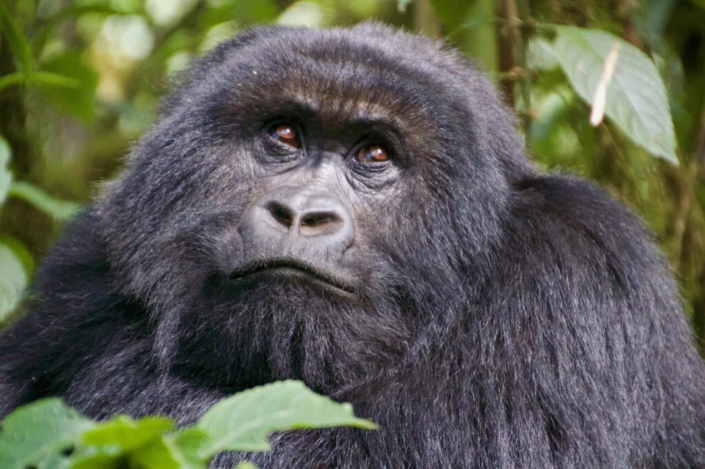 Rwanda