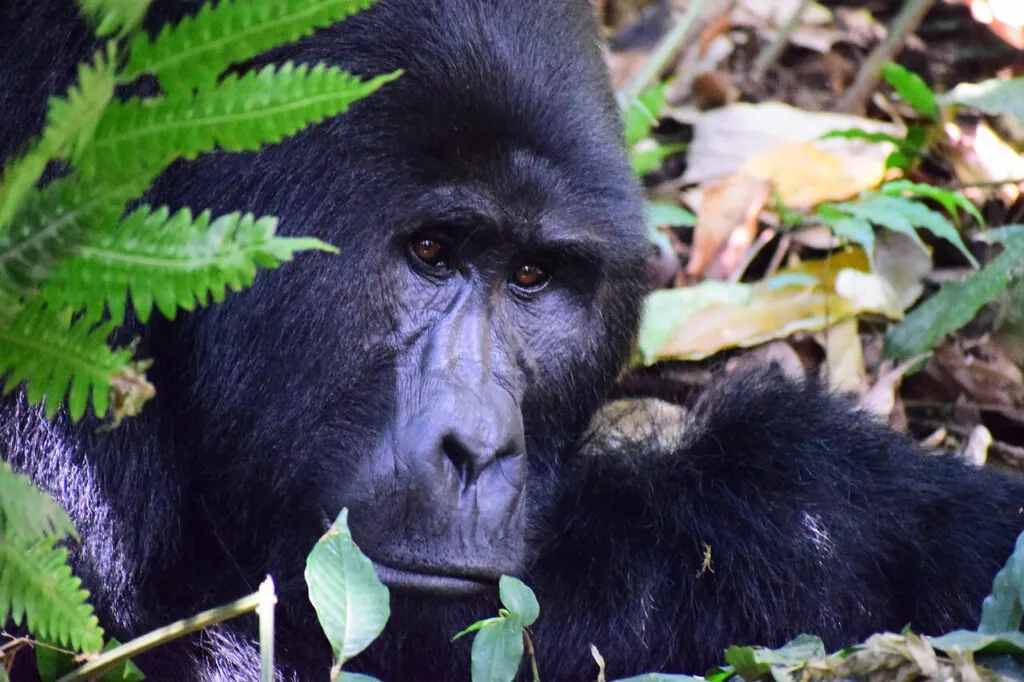 Uganda