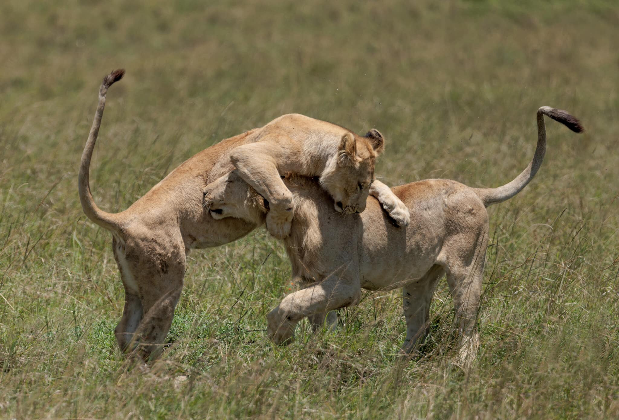 2 Days Masai Mara Safari