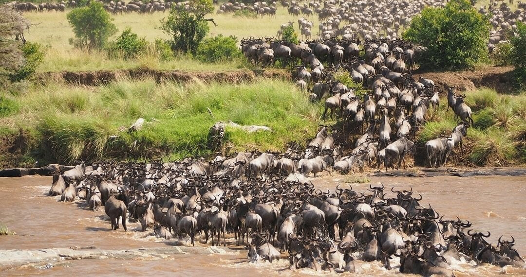 7 Days Luxury Tanzania Migration Safari